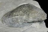 Fossil Brachiopod (Echinochonchus) - Indiana #137176-2